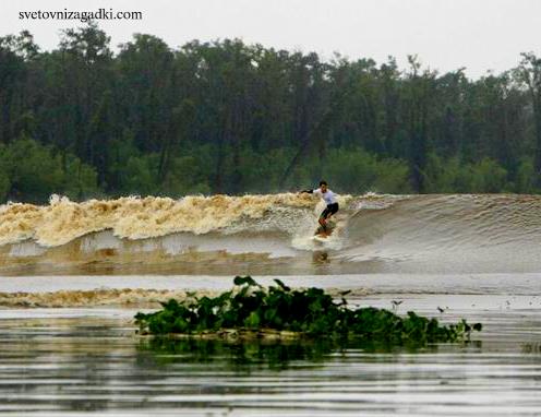 World record holder Serginho Laus surfs the Pororoca tidal bore wave past debris from the Amazon jungle on the Araguari river in northern Brazil