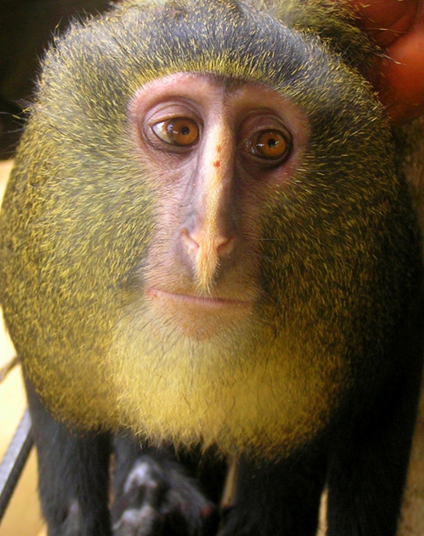 маймуна