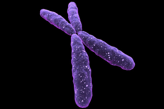 хромозома