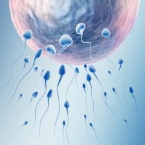 сперматозоиди