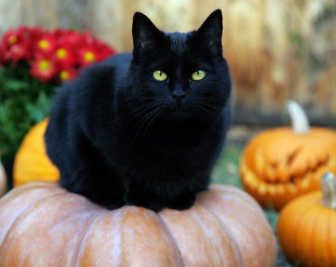 черна котка 1